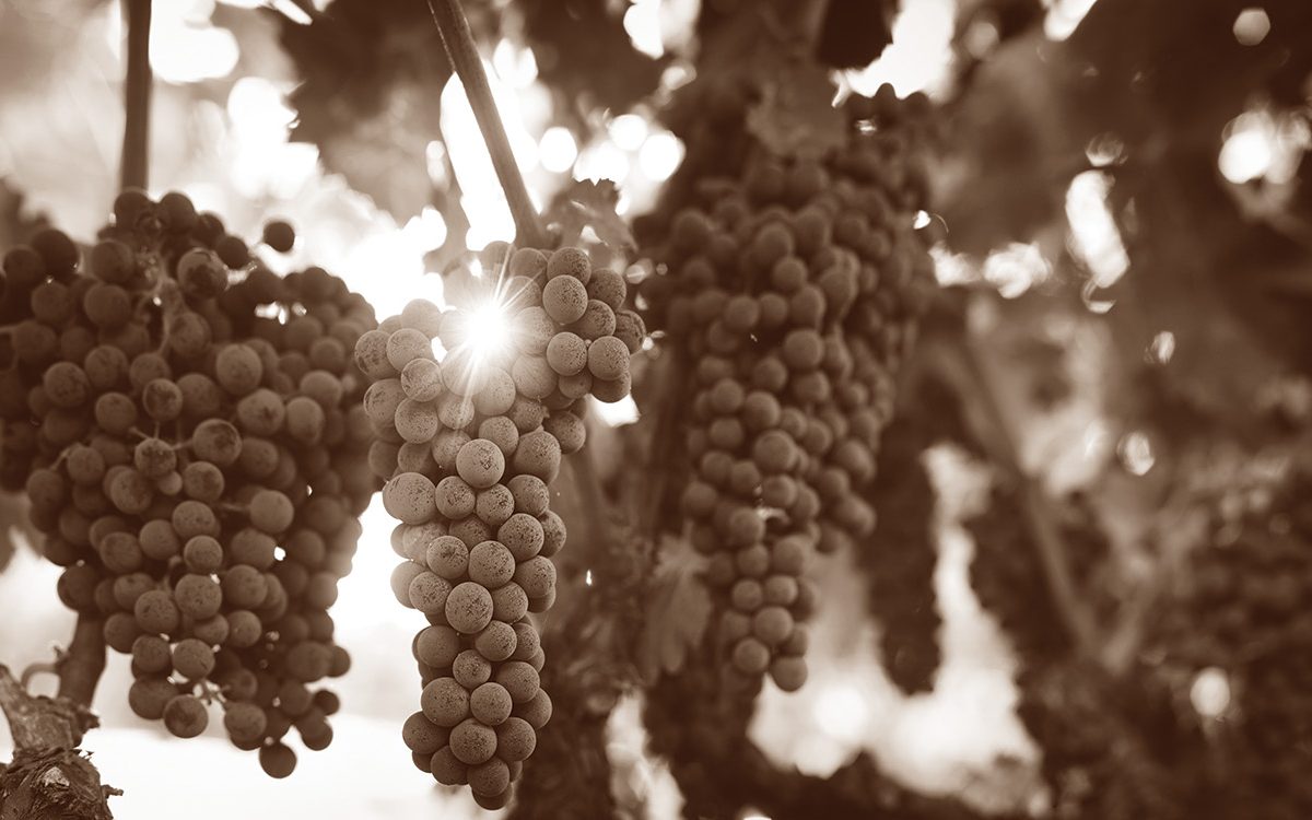 Grapes hanging from a vine